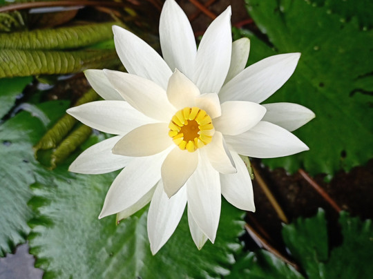 Ankermi Happy Dive Center-Maumere必去景点