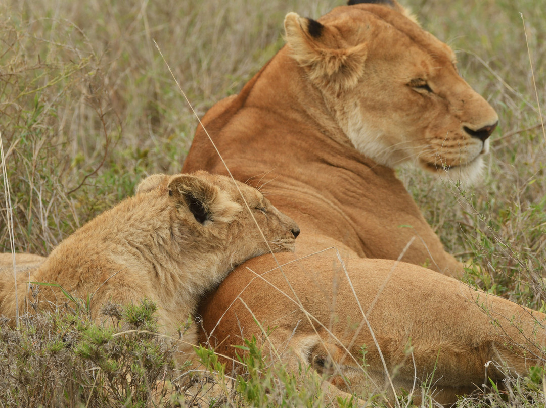 易捷旅游-一日游-阿鲁沙必去景点