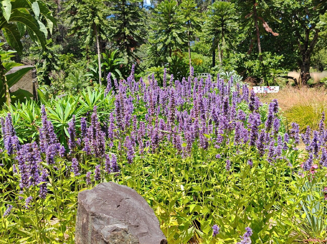 The Blue Mountains Botanic Garden-Mount Tomah必去景点
