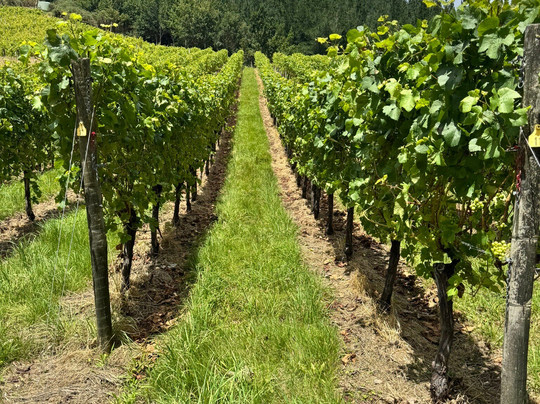 Johanneshof Cellars-布伦海姆必去景点