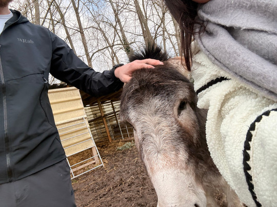 Woodlands Alpaca Farm-沃灵顿必去景点