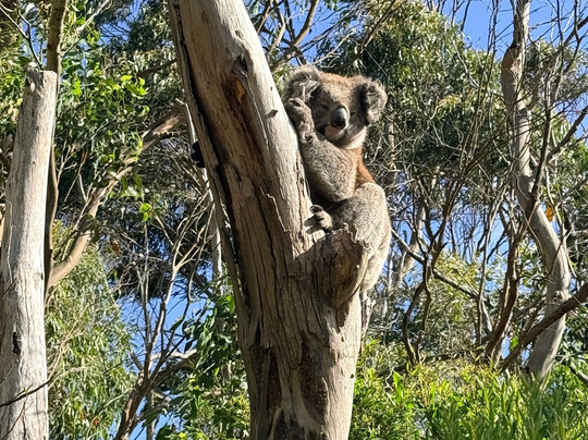 Great Ocean Road Private Luxury Tours-墨尔本必去景点