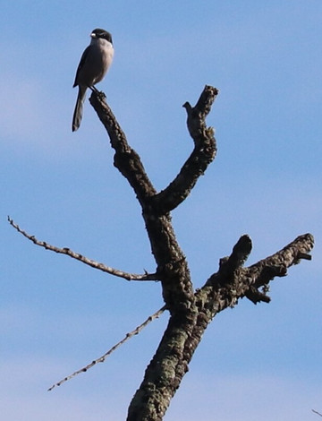 Discovering Donana-El Rocio必去景点