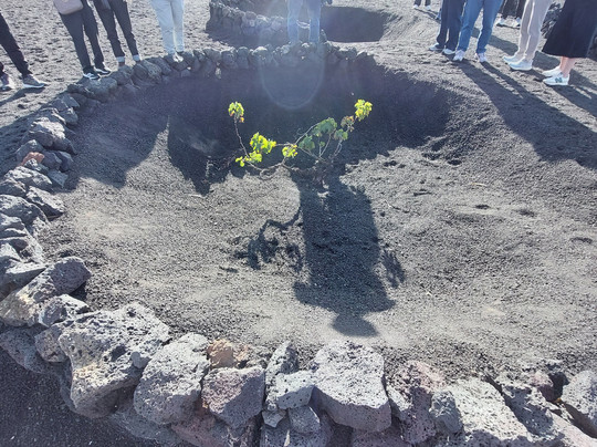 Bodegas Rubicon-Yaiza必去景点