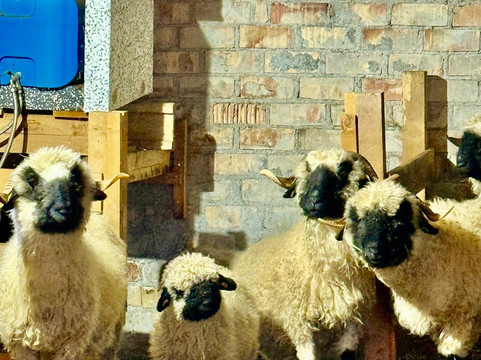 Grissners-Edle-卡普尔必去景点