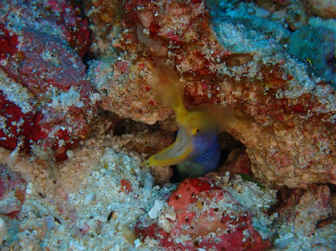 The Junk Liveaboards-Chalong必去景点