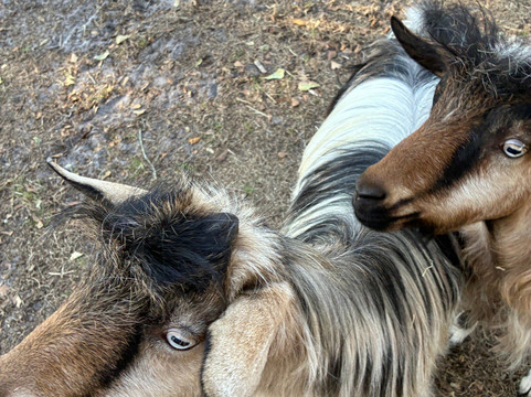 Rooterville Animal Sanctuary-Melrose必去景点