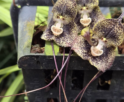 Finca Dracula-Cerro Punta必去景点