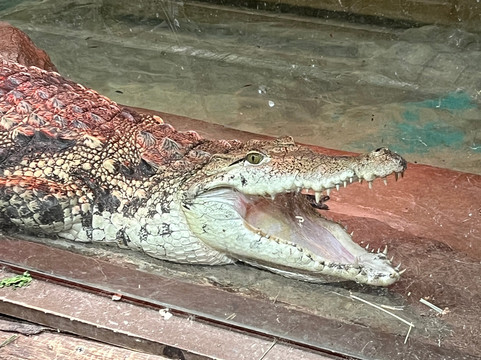 Animal Adventures Family Zoo & Rescue Center-Bolton必去景点