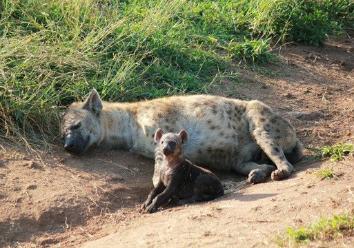 Kurt Safari-克鲁格国家公园必去景点