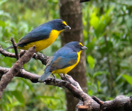 Bijagua Rainforest - Tours-Bijagua de Upala必去景点