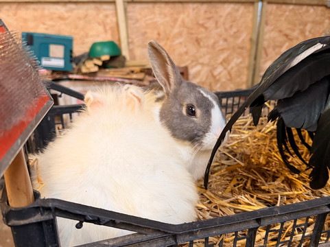 Kinedale Donkeys-Ballynahinch必去景点