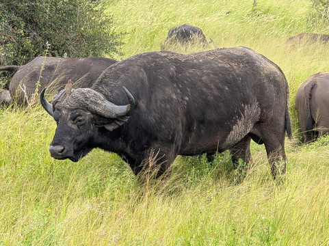 MoAfrika Tours-约翰内斯堡必去景点