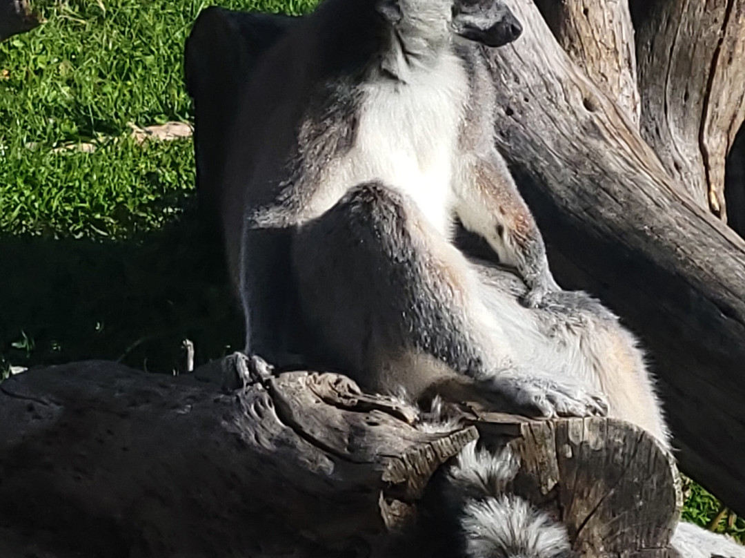 Corsica Zoo-Olmeta di Tuda必去景点
