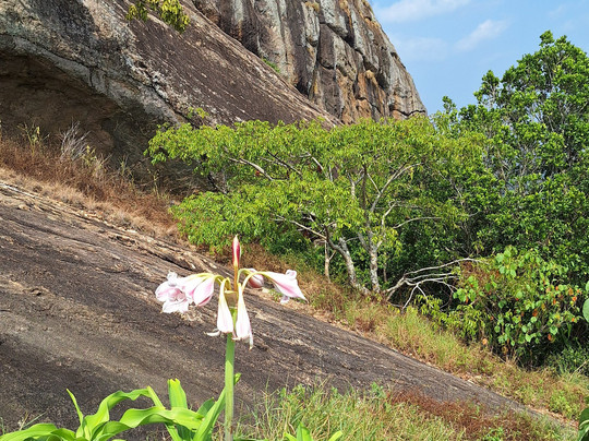 Chauffeur Sri Lanka by Dohansa Lanka Tours-尼甘布必去景点