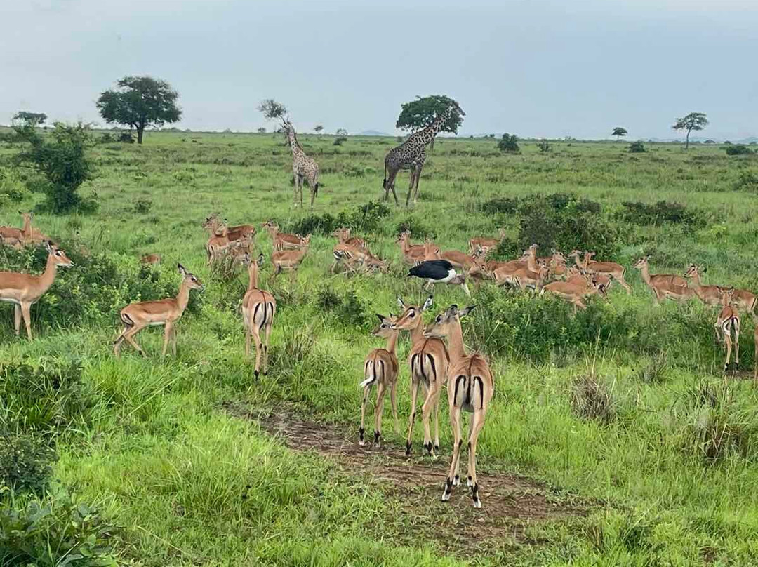 Dau Tours & Safaris-石头城必去景点