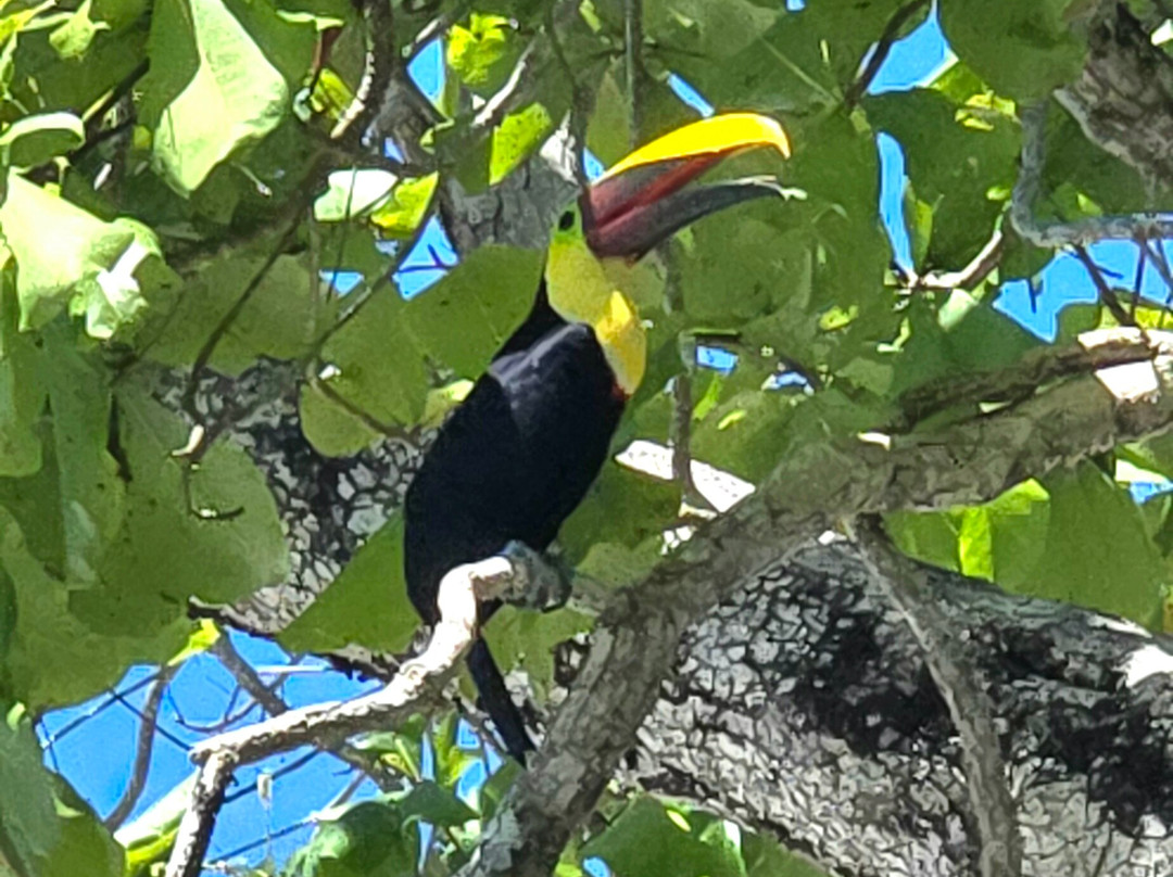 Buddha Brothers Vacation Planning-哥斯达黎加安东尼奥国家公园必去景点