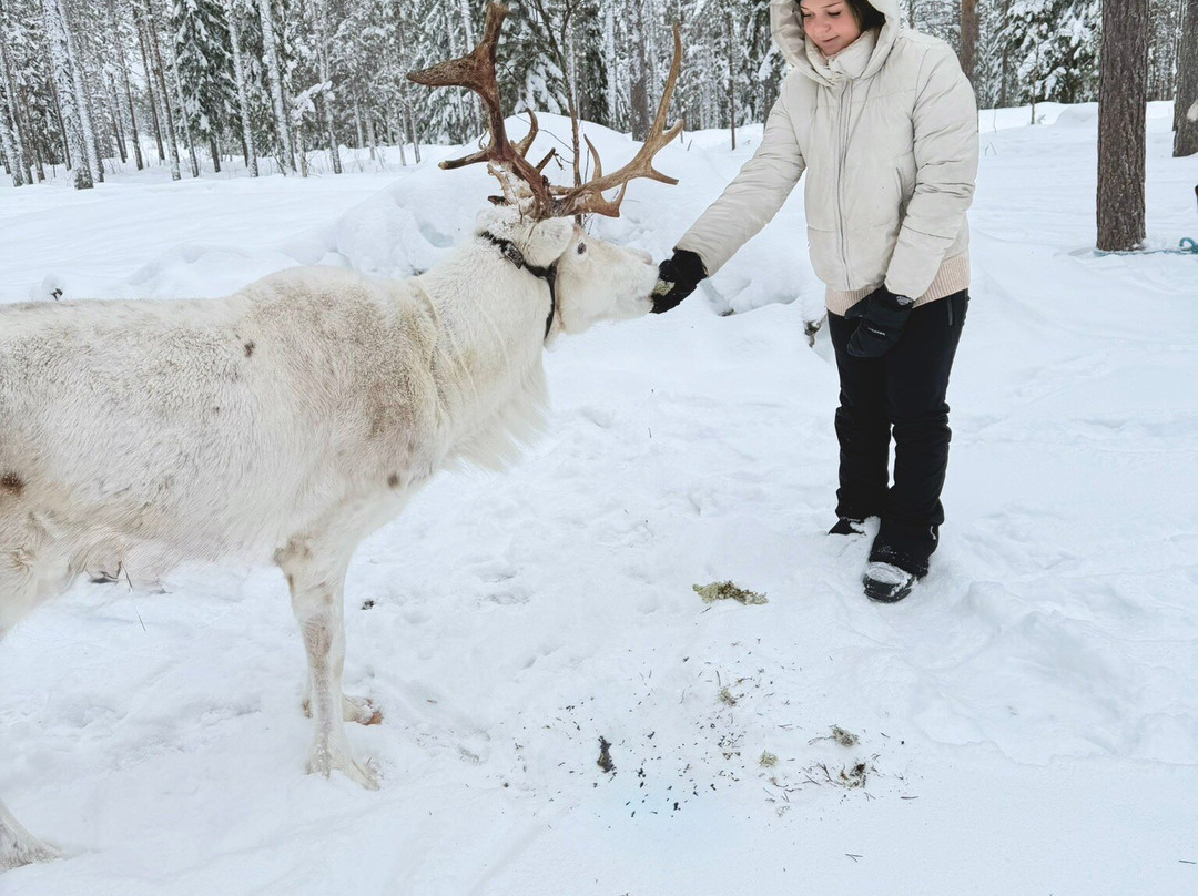 Puolukkamaan Pirtit Reindeer Lake Resort-Pello必去景点