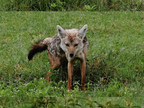 Meijo Safaris-阿鲁沙区必去景点