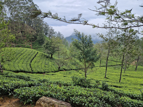 Ceylon Tours By Ananda-Raddolugama必去景点