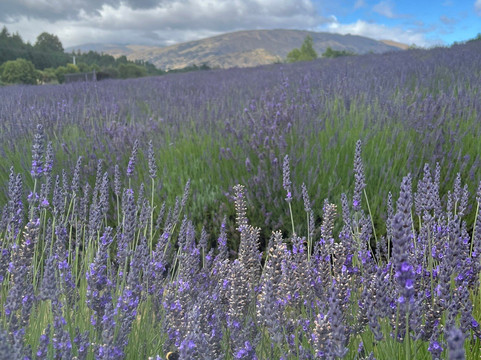 瓦纳卡薰衣草农场-瓦纳卡必去景点
