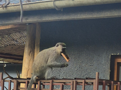 Mamaland Safaris-坎帕拉必去景点