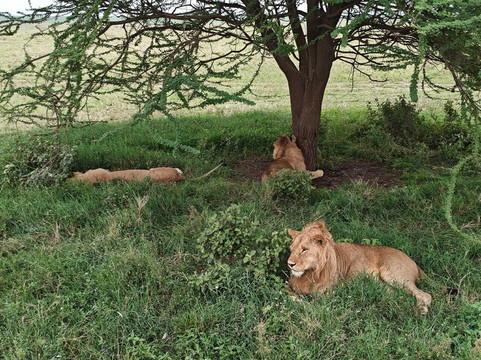 Monkey Adventures-莫西必去景点