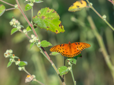 Circle B Bar Reserve-莱克兰必去景点
