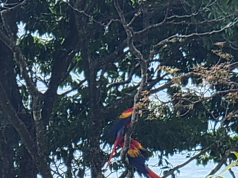 Ave Azul de la Osa-Carate必去景点