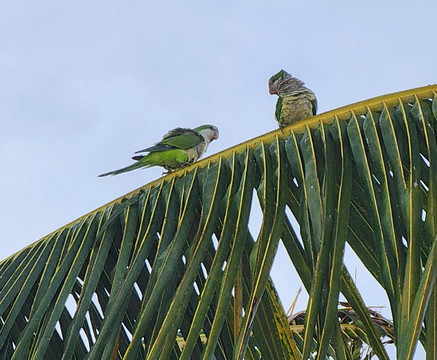Vieques Island-维切克岛必去景点