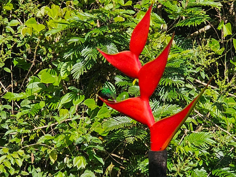 Dave & Dave's Costa Rica Nature Park-La Virgen必去景点