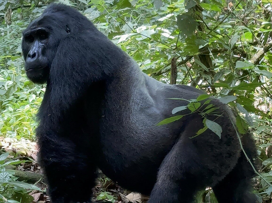 Kubwa Five Safaris-坎帕拉必去景点