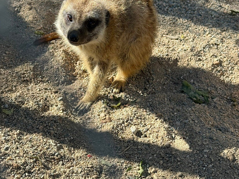 Melios Zoo-尼科西亚必去景点