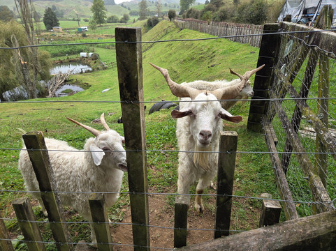 Forgotten World Adventures-Taumarunui必去景点
