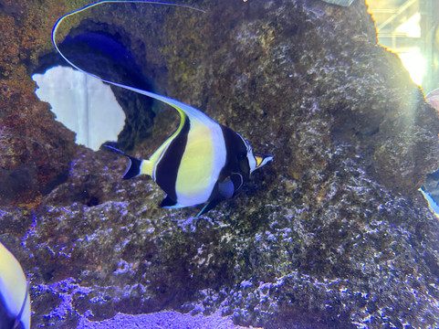 Gran Acuario Mazatlán Mar de Cortés