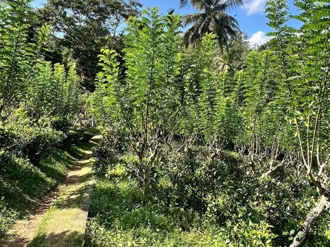 Tsara Tea-Akuressa必去景点