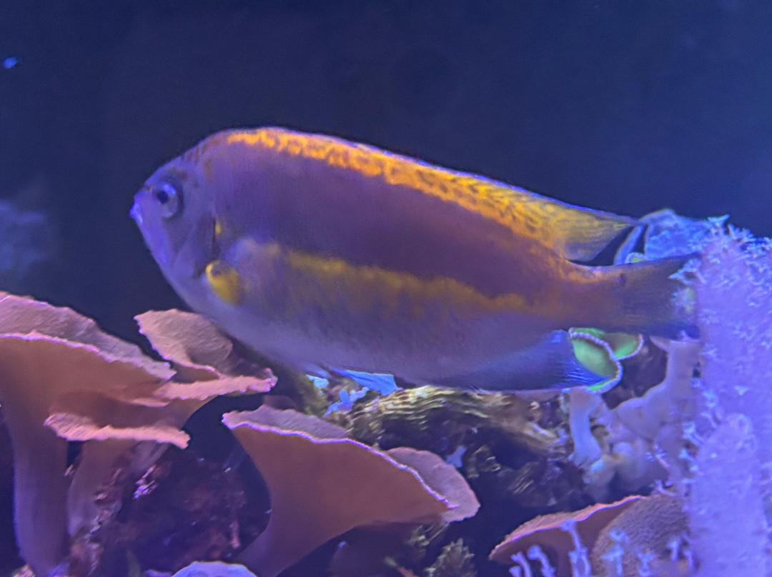 Marineland Dolphin Adventure-Marineland必去景点