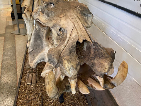 Cerrado Memorial-戈亚尼亚必去景点