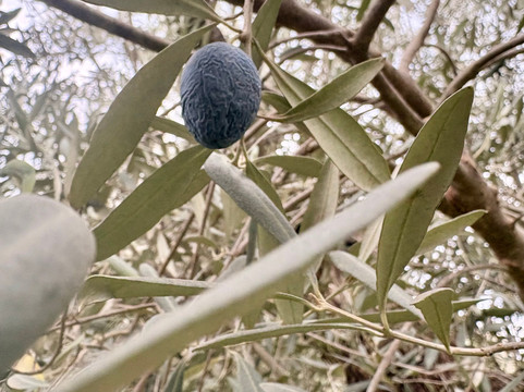 socrates olive oil tasting-Itea必去景点