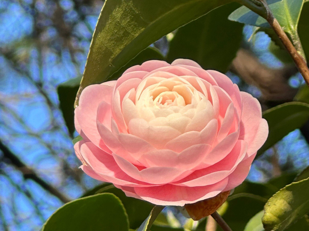 Camellia Park-洛迦诺必去景点