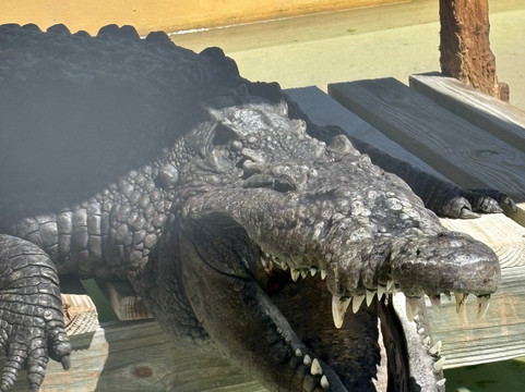 Captain Jack's Airboat Tours-大沼泽地必去景点