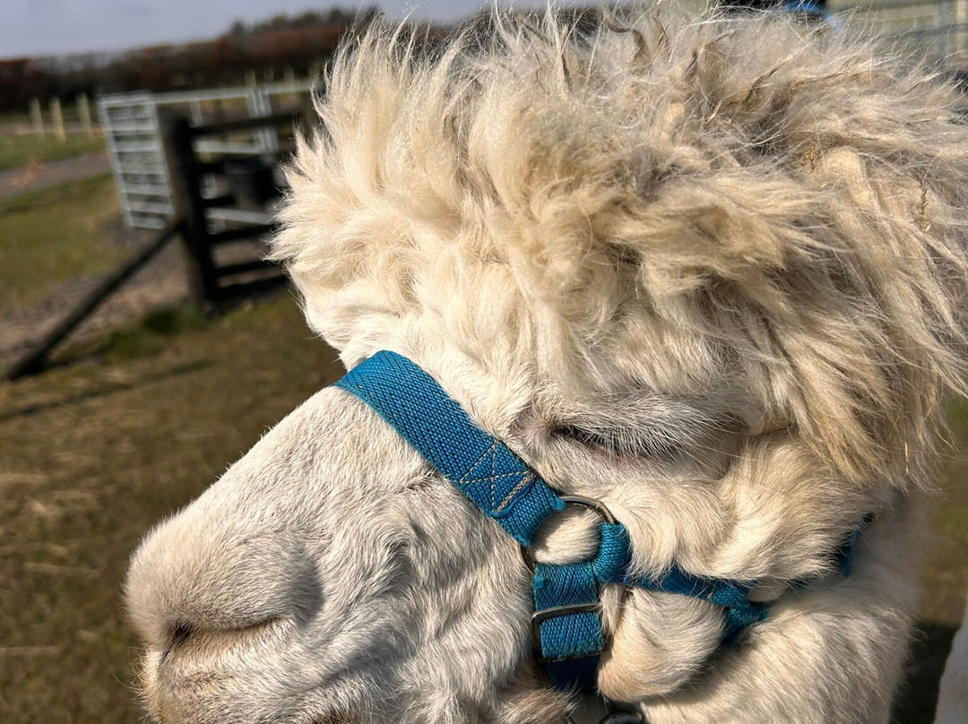 Bowbridge Alpacas Scotland-Peat Inn必去景点