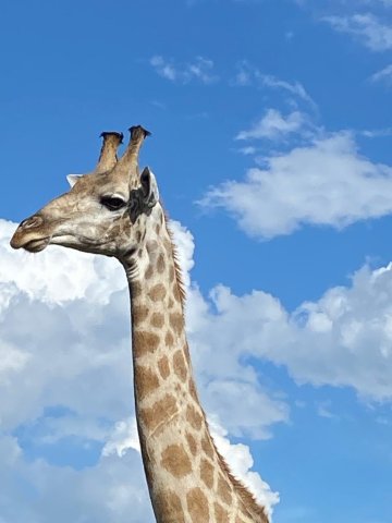 丽笙蓝标莫西奥图尼亚利文斯通度假村-官方