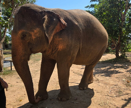 Phuket Elephant Nature Reserve-他朗必去景点