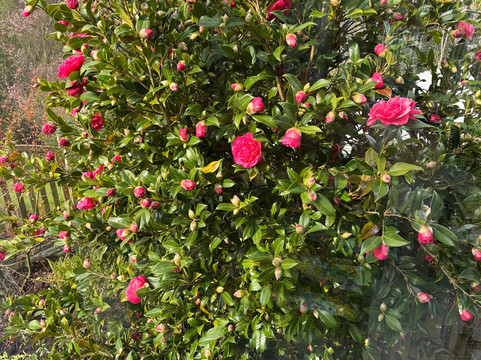 希尔克雷斯特乡村旅馆主图