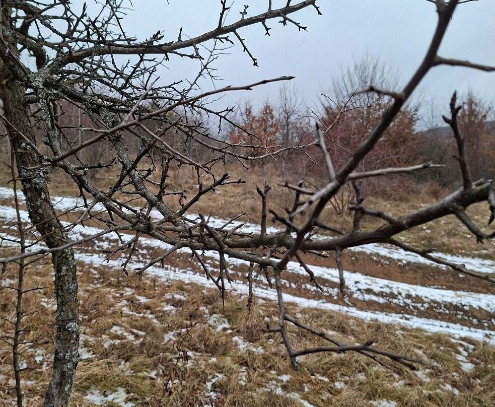 Hoia Baciu Forest-克卢日-纳波卡必去景点