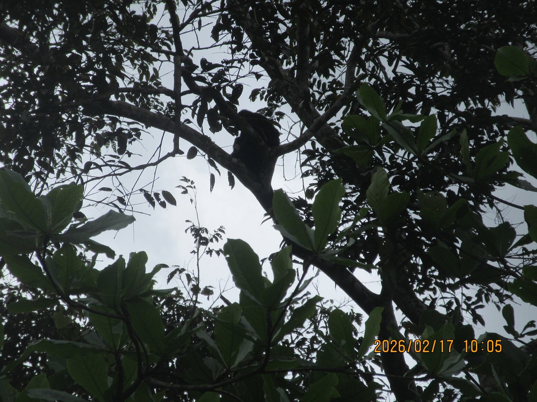 Tortuguero Canal-利蒙港必去景点
