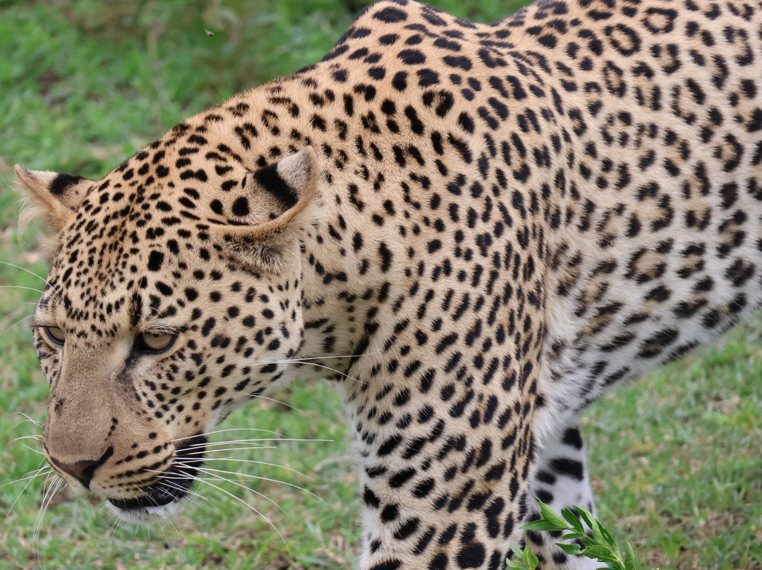 Evergreen Escape Expeditions - Africa-南由基必去景点