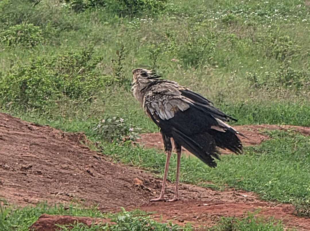 Enjoy Collection Tours and Safaris-马林地必去景点