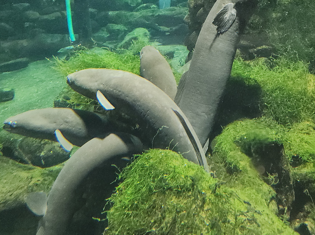 国家奇兽中心-霍基蒂卡必去景点